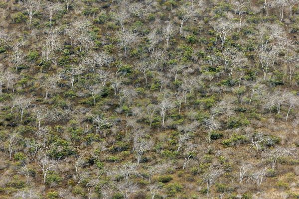 Jones, Adam 아티스트의 Hillside of palo santo trees Floreana Island-Galapagos Islands-Ecuador작품입니다.
